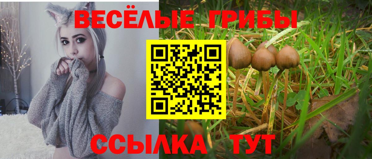 Псилоцибиновые грибы мицелий  цены наркотик  Красноармейск  Псилоцибиновые грибы Cubensis  Вход с VPN 